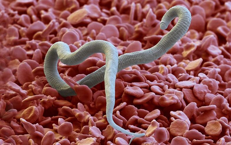 Dirofilaria - um parasita que entra na pele através de picadas de insetos