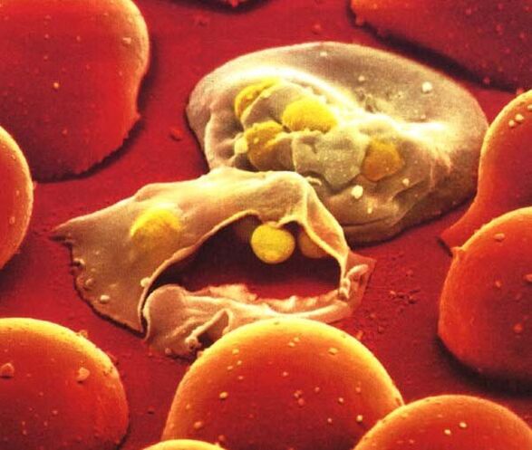 o parasita mais simples plasmódio da malária