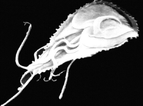 Giardia é um protozoário parasita flagelado. 