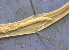 parasita
